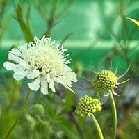 Scabiosa ochroleuca